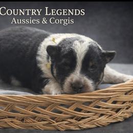 Misty - Black tri female Miniature Australian Shepherd puppy in Missouri from Country Legends Aussies & Corgis