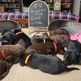 Labrador Retriever Puppies from PSJ Puppies, Holistic Pet Foods