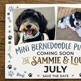 Bernedoodle puppies from Scenic City Doodles