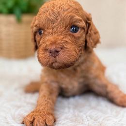 Lennox - Apricot male Cavapoo puppy in Yuciapa, California from AlltheDoodlez_