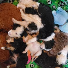 Pomeranian and Sheepadoodle Puppies from Fluffy Wonders Poms and Doodles