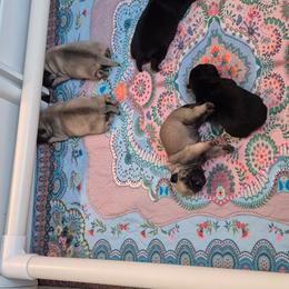Fawn female - Fawn female Pug puppy in Fitzwilliam, New Hampshire from Kayla's Pugs