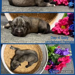 Sally - Agouti and white female Siberian Husky puppy in Canton, Ohio from Bleu Skies Siberian Huskies