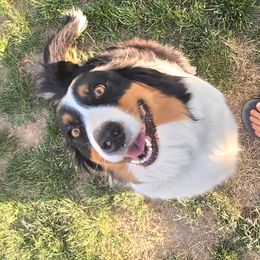 Kona - Australian Shepherd