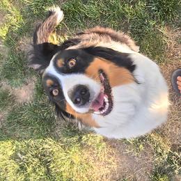 Kona - Australian Shepherd