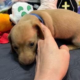 Boy 1 blue collar - Cream male Dachshund puppy in Gulfport, Mississippi from Susan's Dachshunds