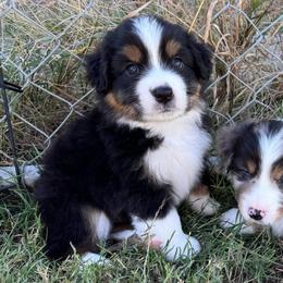 Boo - Black tri male Miniature American Shepherd puppy in Weatherford, Texas from Paris Miniature Americans
