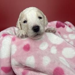Socks - Cream male Labradoodle puppy in Ellenwood, Georgia from Four Paws Down