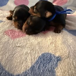 Male 1 - Black and gold male Yorkshire Terrier puppy in Concord, California from Real Yorkies of NorCal