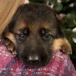 Willow - Black and red female German Shepherd puppy in Grand Junction, Colorado from Sonnenfeld Shepherds