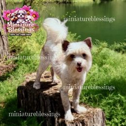 Sierra - Biewer Terrier