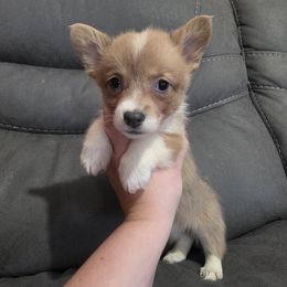 Sable Bluie Female - Blue female Pembroke Welsh Corgi puppy in Unicoi, Tennessee from East Tennessee Clark Corgis