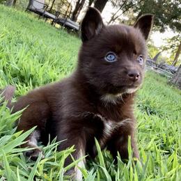Coco - Chocolate Pomsky puppy in Mineola, Texas from East Texas Pomskies