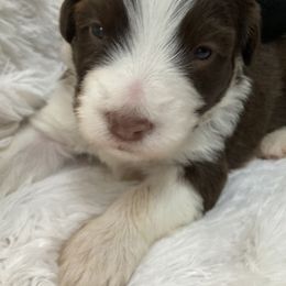 Billy - Brown Bearded Collie puppy in Kent, Washington from White Tips Ranch