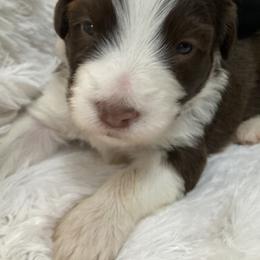 Billy - Brown Bearded Collie puppy in Kent, Washington from White Tips Ranch