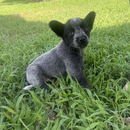 Australian Cattle Dog Puppies from Twisted C Heelers
