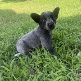 Australian Cattle Dog Puppies from Twisted C Heelers