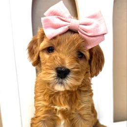 Freya - Red  female Goldendoodle puppy in Peoria, Arizona from Cactus Doods