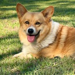 Harley - Pembroke Welsh Corgi