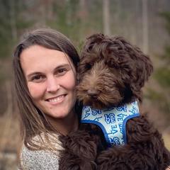 Aussiedoodle and Goldendoodle Puppies from Jackson County Doodles