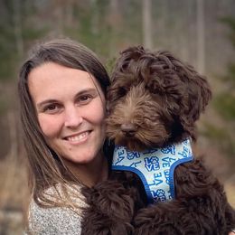 Aussiedoodle and Goldendoodle Puppies from Jackson County Doodles