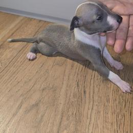 Blue fawn - Blue fawn male Italian Greyhound puppy in Frostproof, Florida from Quality Italian Greyhounds