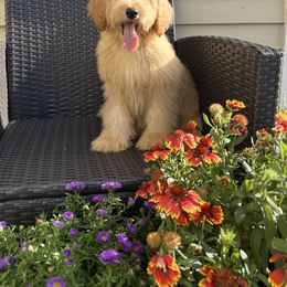Jax - Caramel red male Australian Labradoodle puppy in Morristown, New Jersey from English Manor Labradoodles