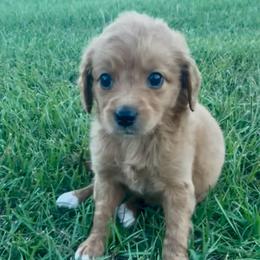 Girl 3 - Red  female Goldendoodle puppy in Meridian, Mississippi from Magnolia Poodles and Doodles