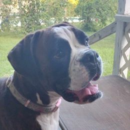 LINDEE - Boxer