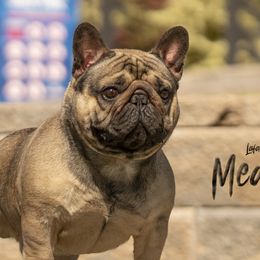 Meaty - French Bulldog