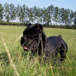 Boy 3 - Gray male Cane Corso puppy in Kaufman, Texas from Phantom Corsos
