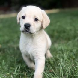 Wrangler - Yellow male Labrador Retriever puppy in Sweet Home, Oregon from Snowpeak English Labradors