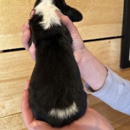 Female 3 - Black brown and white female Basset Hound puppy in Lindley, New York from Hill Top Basset Hounds & Cane Corso