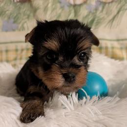 Paul - Black and tan male Yorkshire Terrier puppy in Gatesville, Texas from KontryKritterz Yorkies