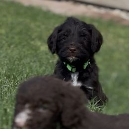 Gilbert - Brown and white male Bernedoodle puppy in Phoenix, Arizona from Grandview Bernedoodles