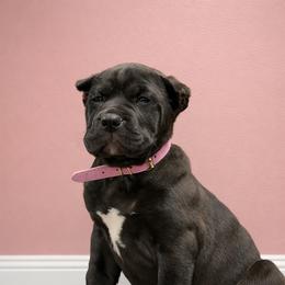 Light Pink Collar Female - Black female Molosser (Bully x) puppy in Bloomingdale, Ohio from Monumental Mastiffs