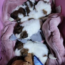 Little Snoopy - Brindle and white male Shih Tzu puppy in Cartersville, Georgia from 100 Acre Woods Shih Tzu Plantation