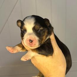Lorena - Black tri female Miniature American Shepherd puppy in Valley Springs, California from Raindance Ranch