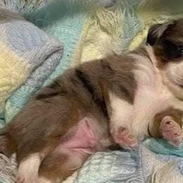 Miniature Australian Shepherds and Toy Australian Shepherds from Circle B Plus Farm