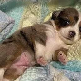 Miniature Australian Shepherds and Toy Australian Shepherds from Circle B Plus Farm