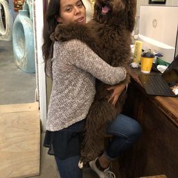 Goldendoodle Puppies from Labradoodleday