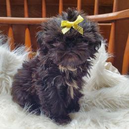 Black Female Charting Imperial - Black female Shih Tzu puppy in Hillsdale, Michigan from Prairie Fen Farm