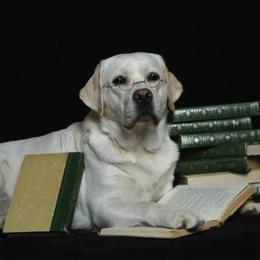 Labrador Retriever All Grown Up from MayCroft Labradors