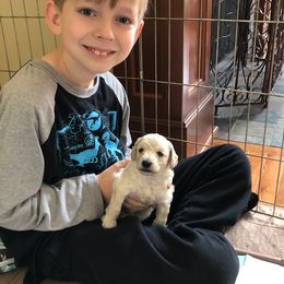 Poodle Puppies from Eaglehill-South Miniature Poodles