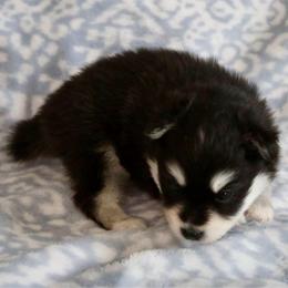 Green Collar - Black and white male Pomsky puppy in St. Peters, Missouri from Saint Peters Pomskies