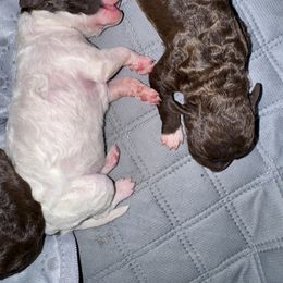 Lagotto Romagnolo Puppies from Lagotto Amore Breeders