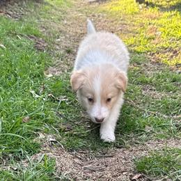 Cheesecake - White and gold female Border Collie puppy in Mckinney, Texas from Border Collies of Ruidoso