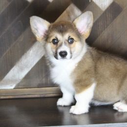 Lucy - Pembroke Welsh Corgi puppy in Tennessee from Elderwood Farms