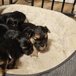 Maltese, Morkies, and Yorkshire Terriers from PBJ Farms