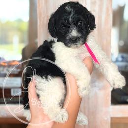 Brie - Pink - Tri-color female Bernedoodle puppy in Rockwall, Texas from Glory Doodles